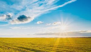 Field of yellow flowers illuminated by the sun, with a backdrop of a sky filled with clouds
