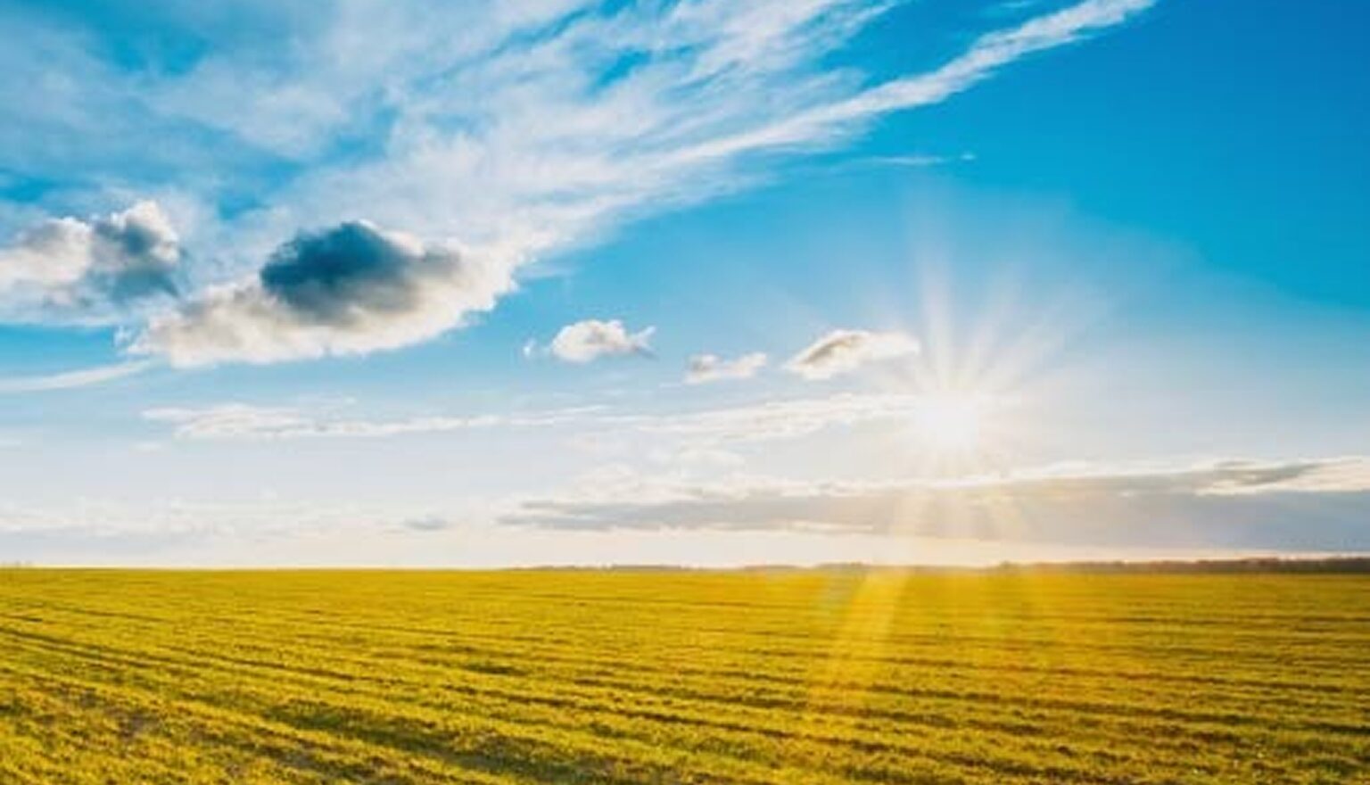 Field of yellow flowers illuminated by the sun, with a backdrop of a sky filled with clouds