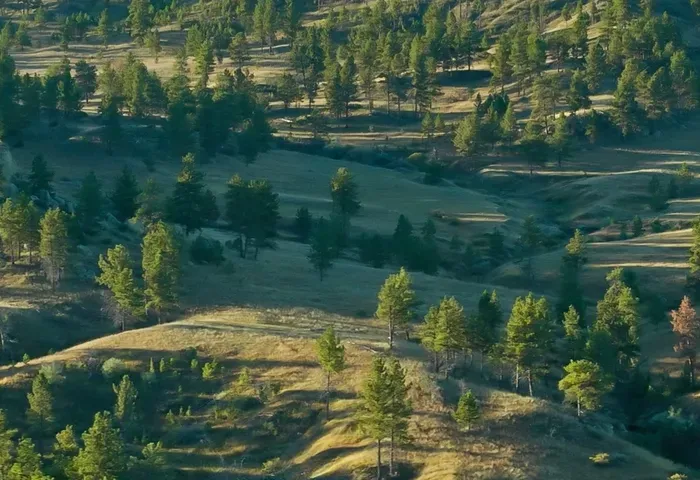 Grassy hillside with trees in the middle of it, surrounded by lush green grass and rolling hills