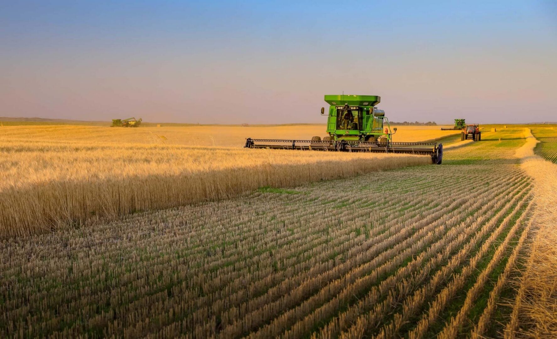 Combine harvester in the middle of a wheat field, surrounded by other vehicles