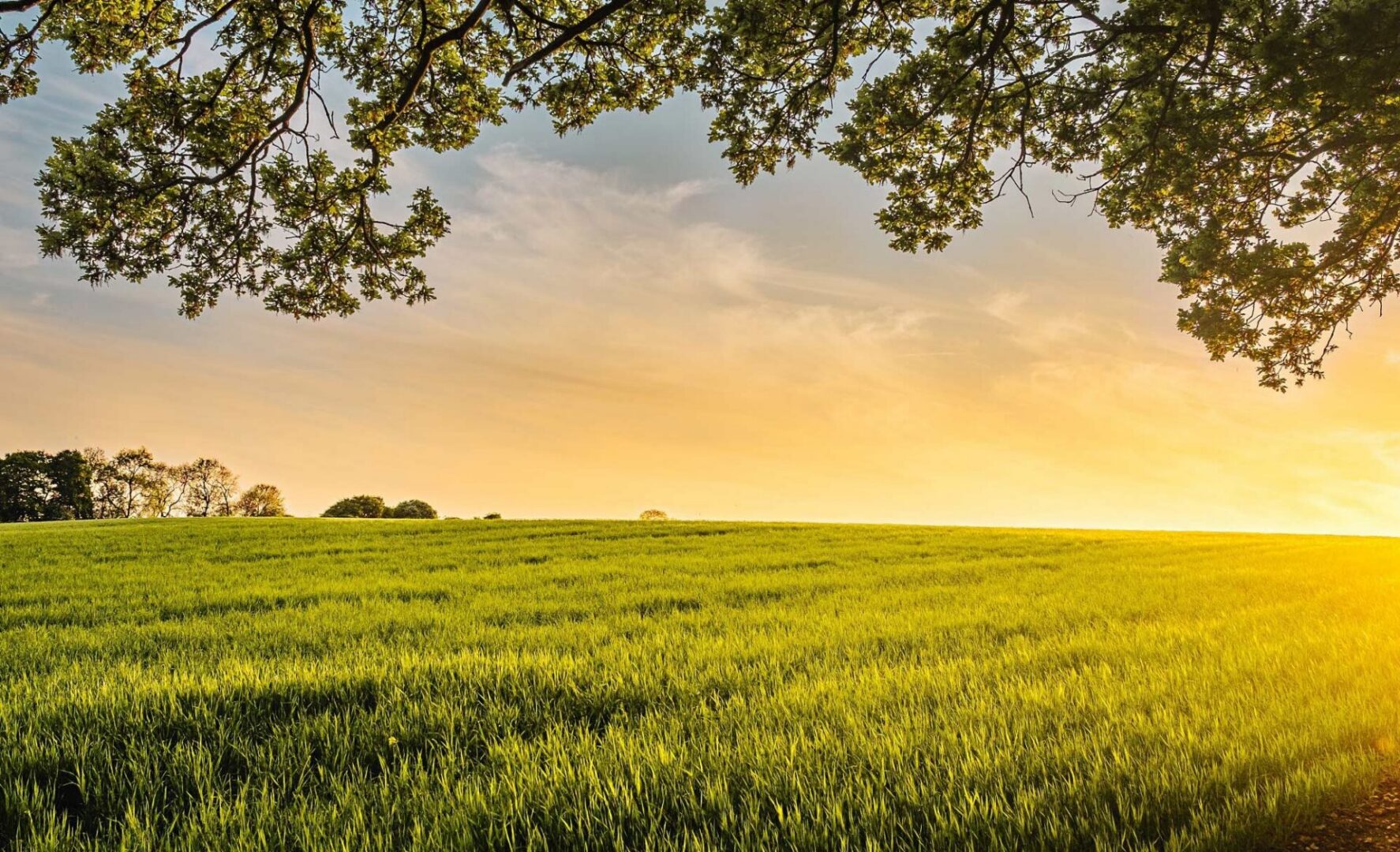 Lush green field with trees in the background, illuminated by the warm light of the setting sun
