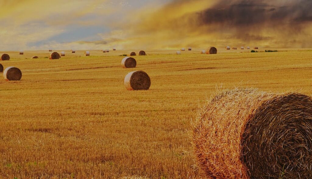 Hay bales in a field with a cloudy sky in the background