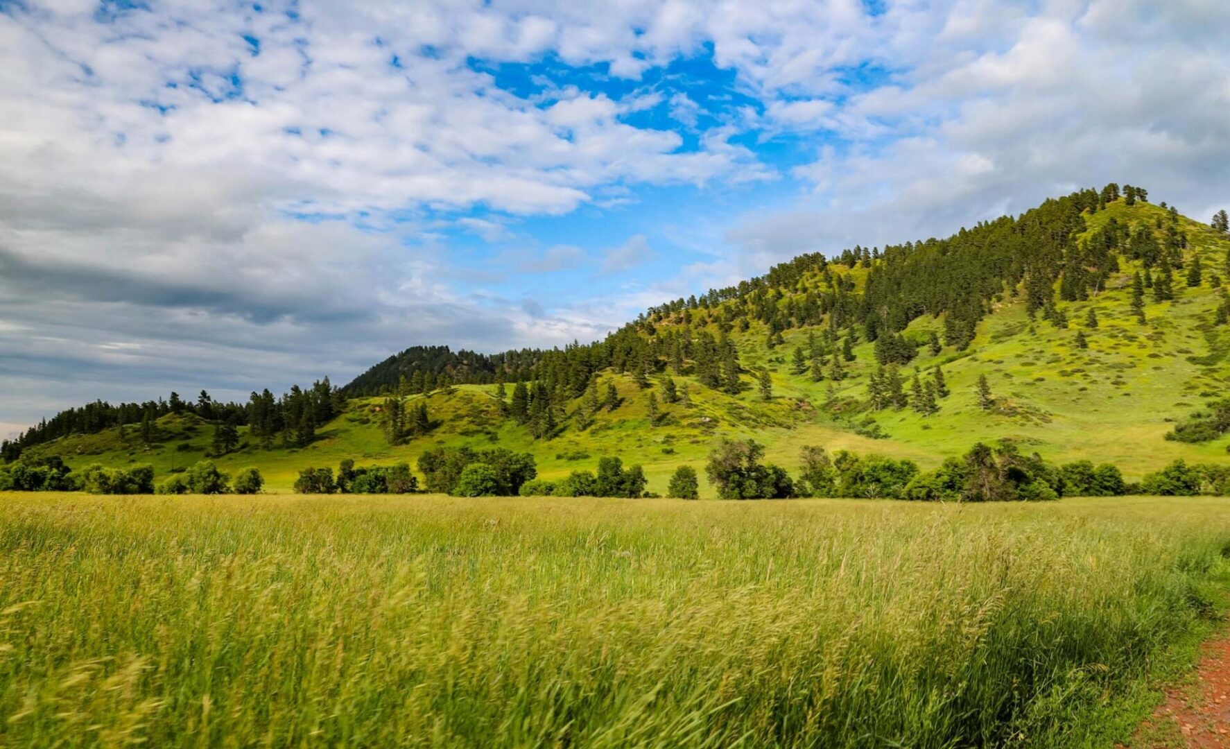 Dirt road winding through a lush green field of grass, with trees and hills in the background