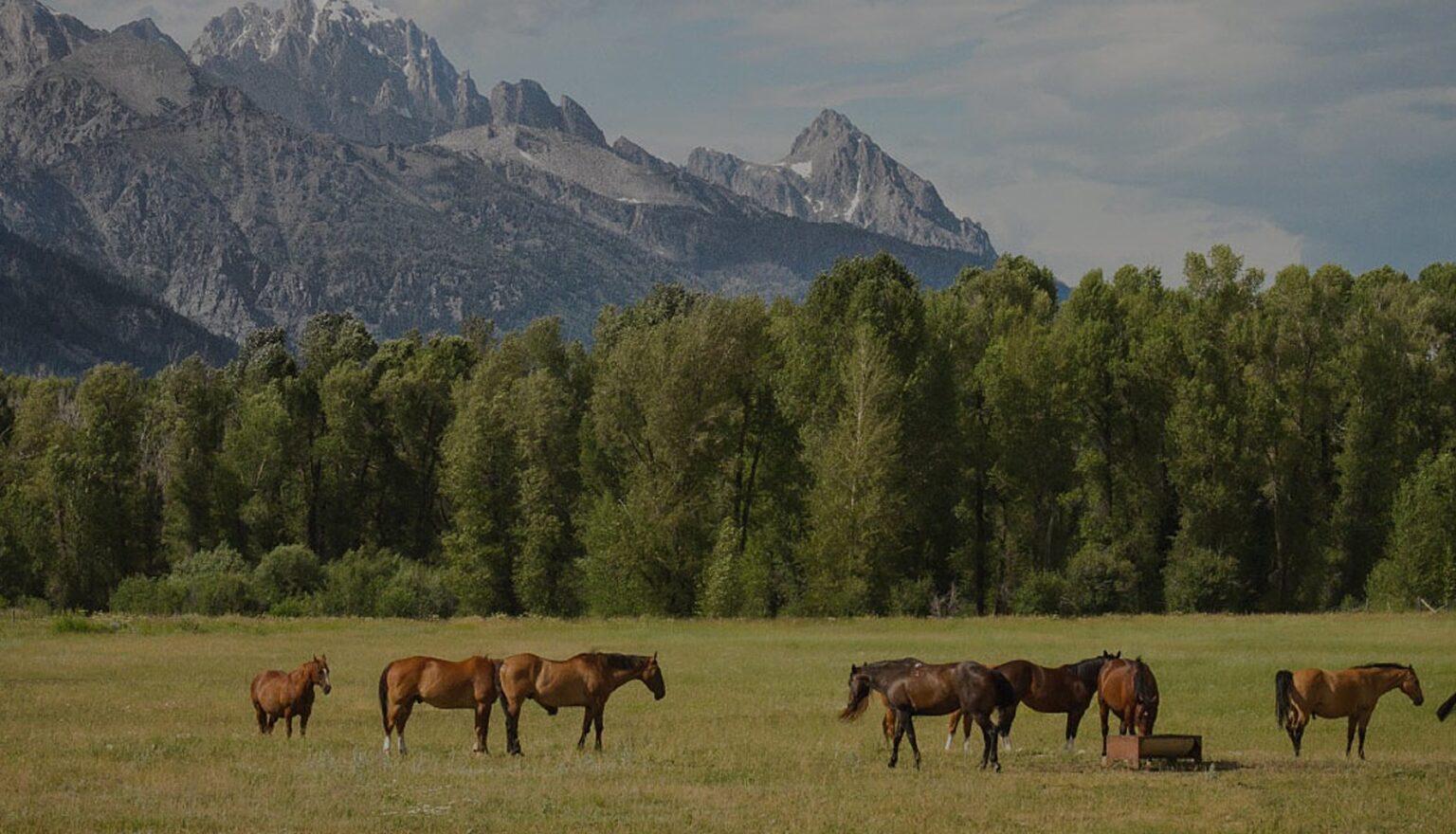 Herd of horses grazing on a lush green field with the majestic in the background