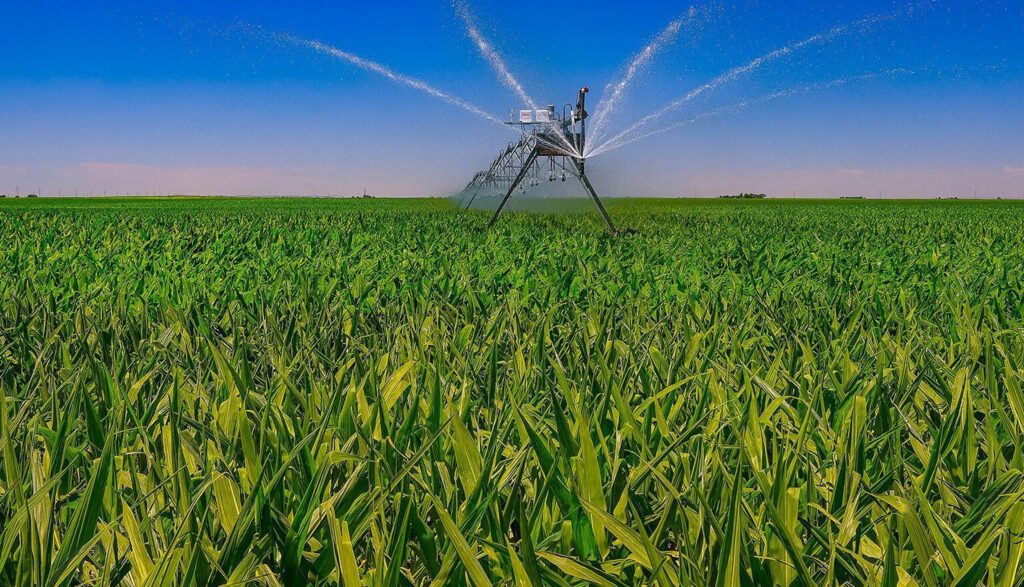 Sprinkler in the middle of a corn field, with a tower in the background and a clear blue sky above