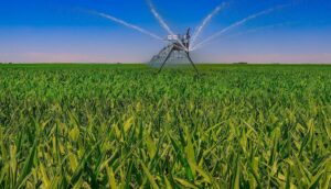 Sprinkler in the middle of a corn field, with a tower in the background and a clear blue sky above