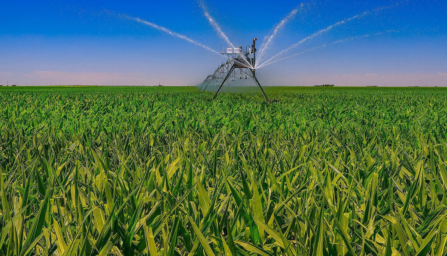 Sprinkler in the middle of a corn field, with a tower in the background and a clear blue sky above