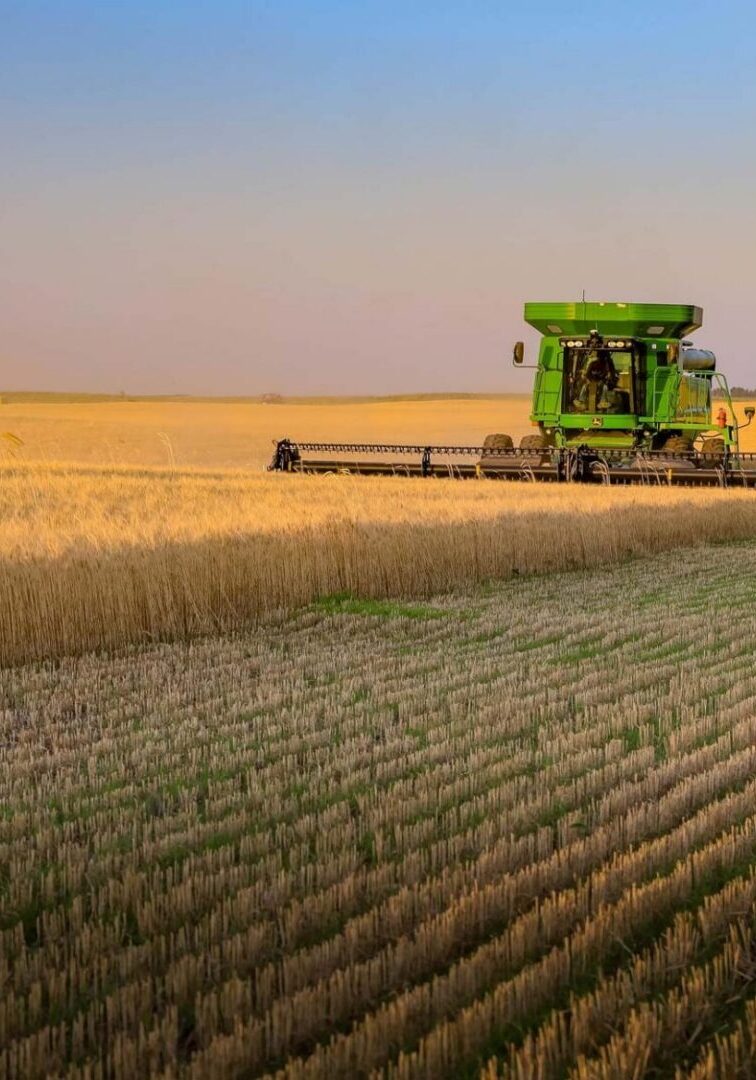 Combine harvester in the middle of a wheat field, surrounded by other vehicles